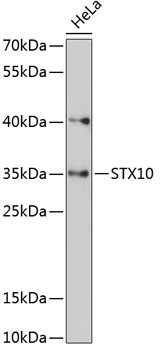 STX10 Antibody in Western Blot (WB)