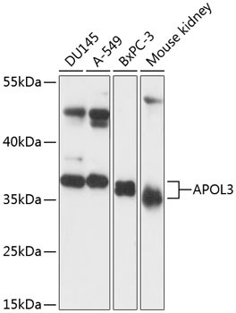 Apolipoprotein L3 Antibody in Western Blot (WB)