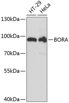 Bora Antibody in Western Blot (WB)