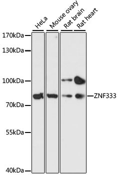 ZNF333 Antibody in Western Blot (WB)