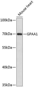 GPAA1 Antibody in Western Blot (WB)