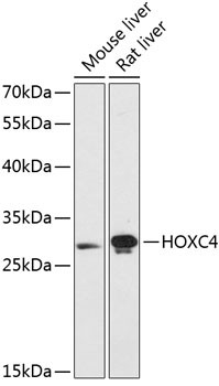 HOXC4 Antibody in Western Blot (WB)