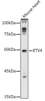ETV4 Antibody in Western Blot (WB)