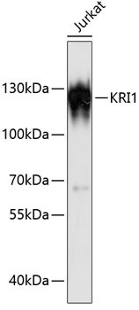 KRI1 Antibody in Western Blot (WB)
