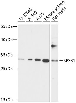 SPSB1 Antibody in Western Blot (WB)