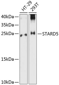 STARD5 Antibody in Western Blot (WB)