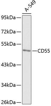 CD55 Antibody in Western Blot (WB)
