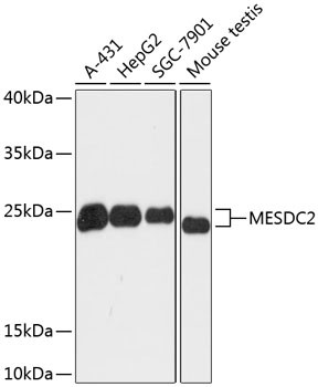 MESDC2 Antibody in Western Blot (WB)