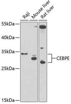 C/EBP epsilon Antibody in Western Blot (WB)