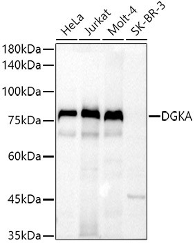DGKA Antibody in Western Blot (WB)