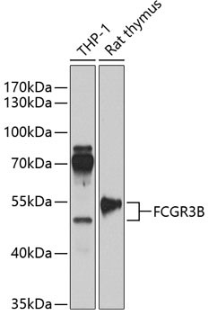 CD16b Antibody in Western Blot (WB)