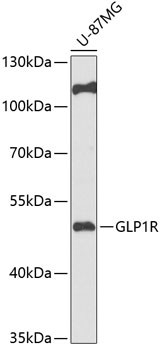 GLP1R Antibody in Western Blot (WB)
