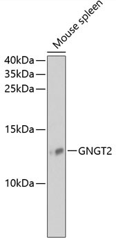 GNGT2 Antibody in Western Blot (WB)