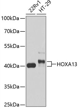 HOXA13 Antibody in Western Blot (WB)