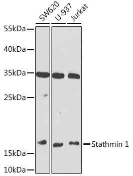 Stathmin 1 Antibody in Western Blot (WB)