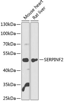 SERPINF2 Antibody in Western Blot (WB)