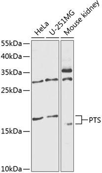 PTS Antibody in Western Blot (WB)