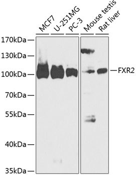 FXR2 Antibody in Western Blot (WB)