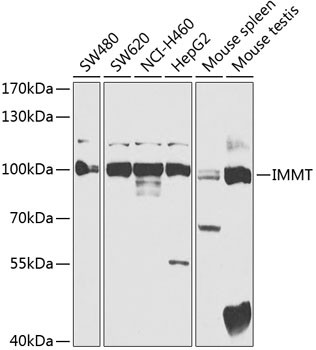 Mitofilin Antibody in Western Blot (WB)
