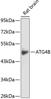 ATG4B Antibody in Western Blot (WB)