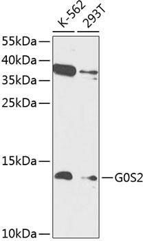 G0S2 Antibody in Western Blot (WB)