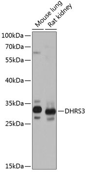 DHRS3 Antibody in Western Blot (WB)
