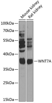 WNT7A Antibody in Western Blot (WB)
