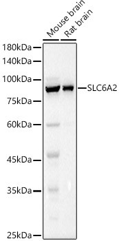 Norepinephrine Transporter Antibody in Western Blot (WB)