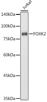 ILF1 Antibody in Western Blot (WB)