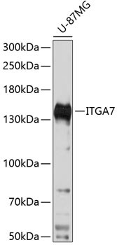 ITGA7 Antibody in Western Blot (WB)