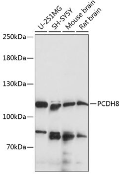 PCDH8 Antibody in Western Blot (WB)