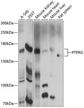 PTPRG Antibody in Western Blot (WB)