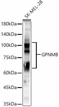 GPNMB Antibody in Western Blot (WB)