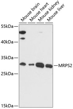 MRPS2 Antibody in Western Blot (WB)