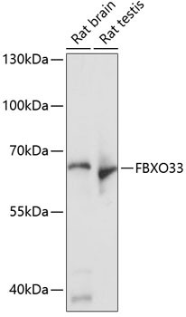 FBXO33 Antibody in Western Blot (WB)