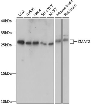 ZMAT2 Antibody in Western Blot (WB)