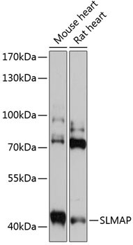 SLMAP Antibody in Western Blot (WB)