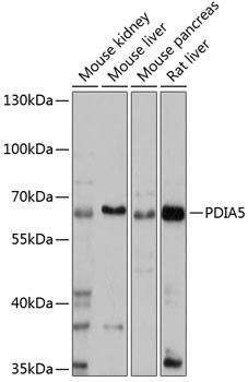 PDIR Antibody in Western Blot (WB)