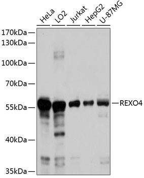 REXO4 Antibody in Western Blot (WB)