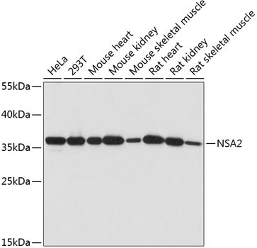 NSA2 Antibody in Western Blot (WB)