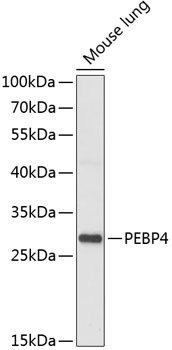 PEBP4 Antibody in Western Blot (WB)