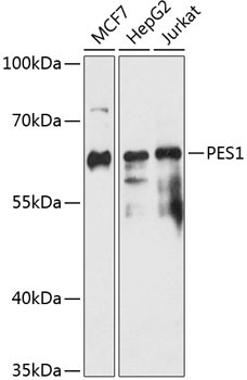 PES1 Antibody in Western Blot (WB)