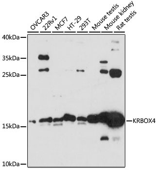 KRBOX4 Antibody in Western Blot (WB)