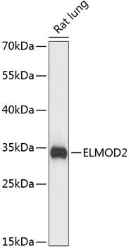 ELMOD2 Antibody in Western Blot (WB)
