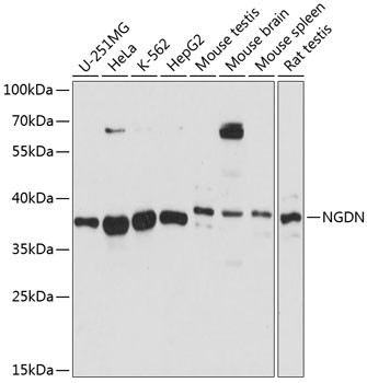 NGDN Antibody in Western Blot (WB)