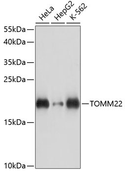 TOMM22 Antibody in Western Blot (WB)