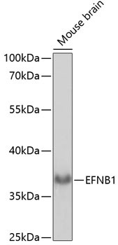 Ephrin B1 Antibody in Western Blot (WB)