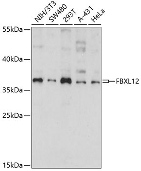 FBXL12 Antibody in Western Blot (WB)