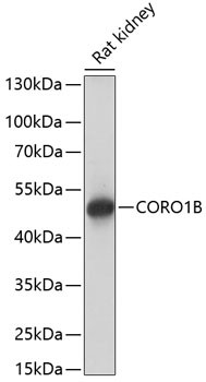 Coronin 1B Antibody in Western Blot (WB)