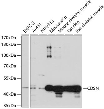 CDSN Antibody in Western Blot (WB)